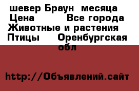 шевер Браун 2месяца › Цена ­ 200 - Все города Животные и растения » Птицы   . Оренбургская обл.